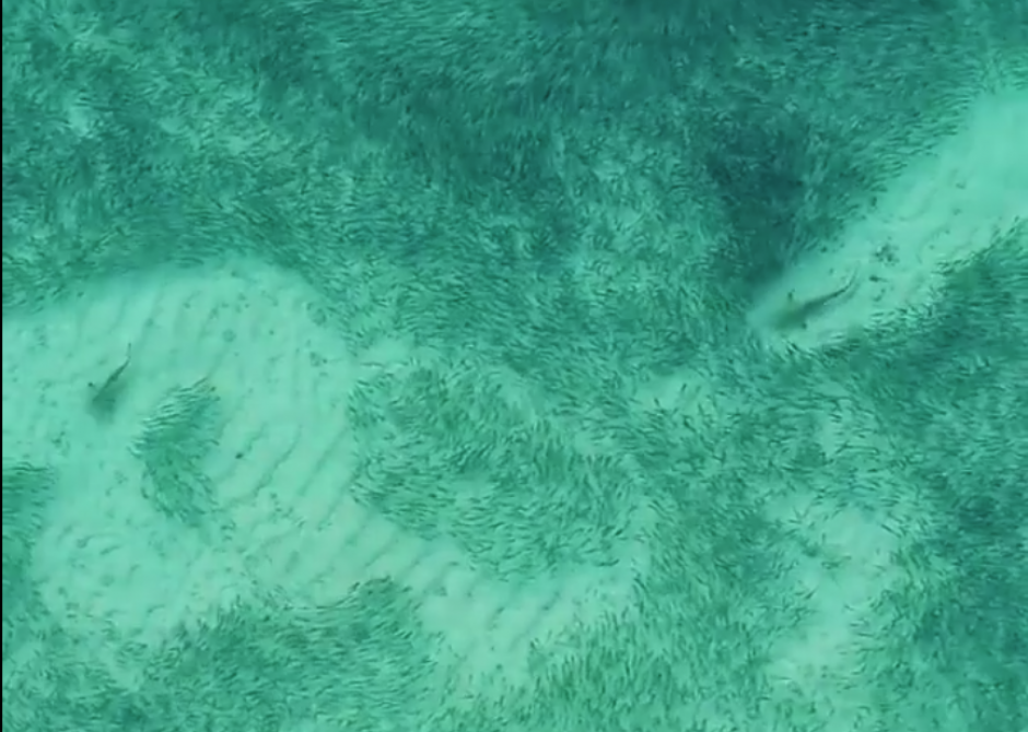 El video fue captado por un turista en la isla Gulhi, de Maldivas. (Foto: Captura de video/Facebook)