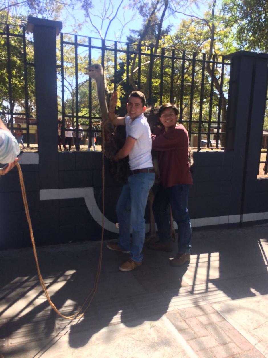 Usuarios de redes sociales grabaron el momento en que una avestruz escap&oacute; dentro de la USAC. (Foto:&nbsp;@Je3nnyJ)