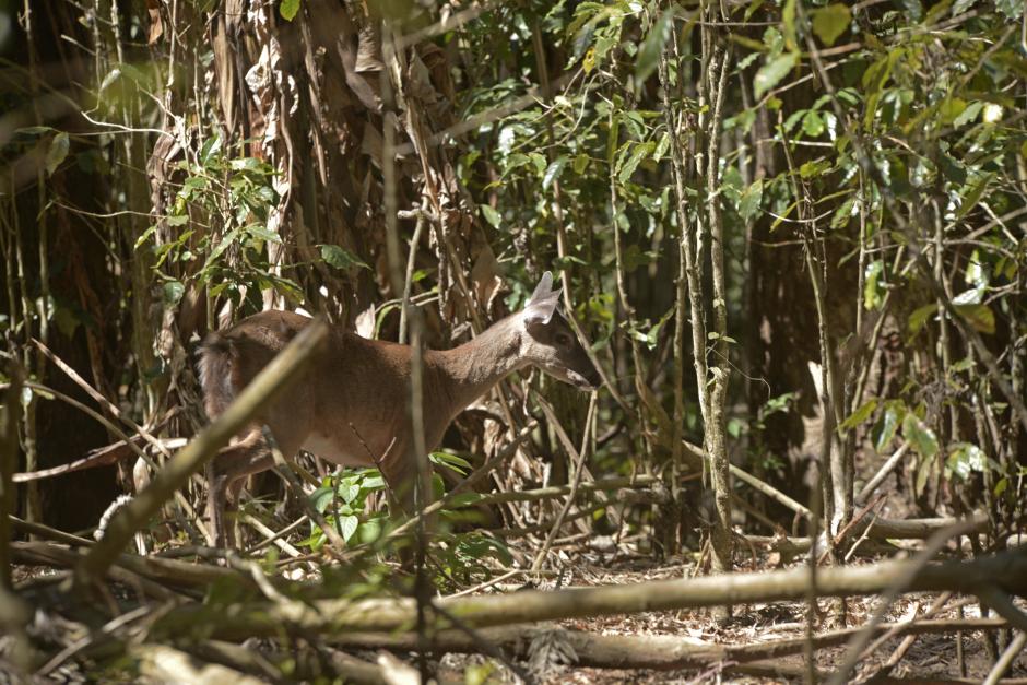 Adentrarse al santuario te da la posibilidad de ver a los venados. (Foto: Wilder López/Soy502)