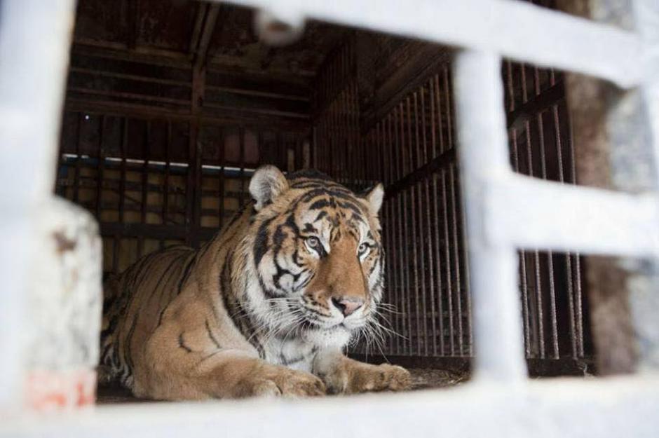 Uno de los tigres del circo Hermanos Ponce en su jaula. (Foto: Melissa Gonz&aacute;lez) &nbsp;