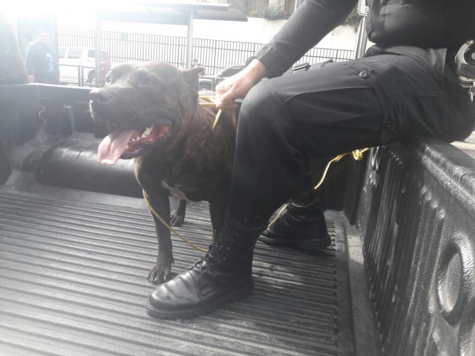 El perro causó heridas al niño de tres años. (Foto: PNC)&nbsp;