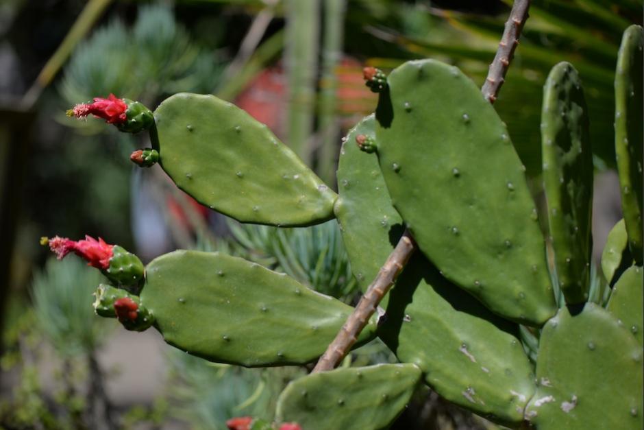 Algunas personas han empezado a talar los bosques donde se encuentran estas especies sin saber el impacto que generan en esas regiones del pa&iacute;s. (Foto: Wilder L&oacute;pez/Soy502)