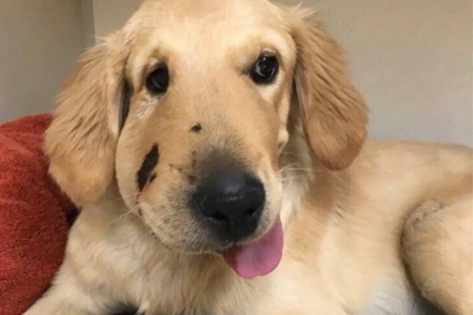 El perro es un&nbsp;golden retriever y se encuentra en perfecto estado. (Foto: Twitter)