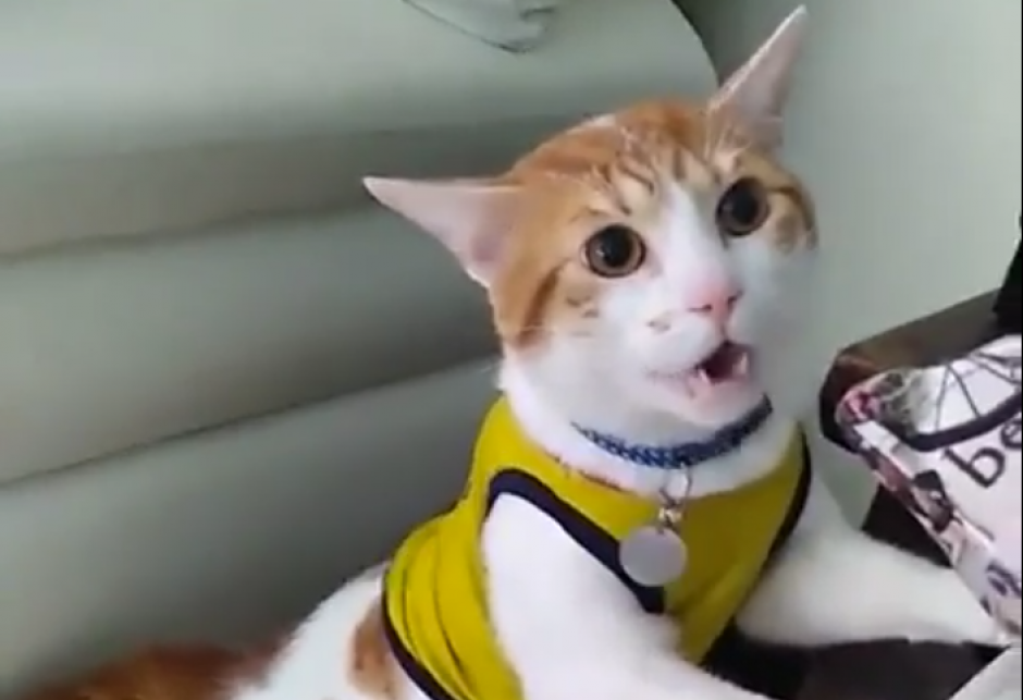 Mono es el gato que grit&oacute; los goles de Colombia en el Mundial. (Foto: captura de pantalla)