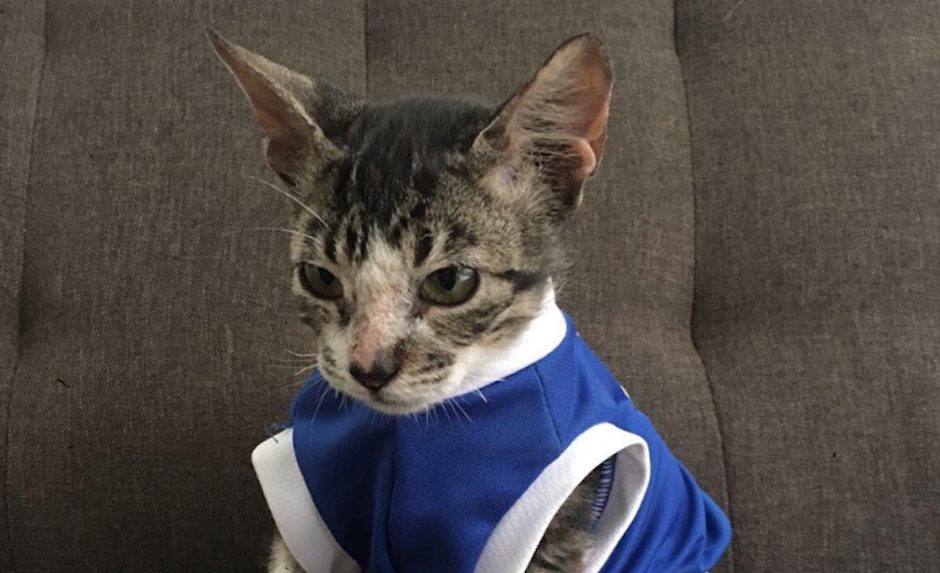 Cenicito, el gatito rescatado de la tragedia del volc&aacute;n de Fuego ya se recuper&oacute; y tiene hogar. (Foto: Comunidad Gatuna)&nbsp;