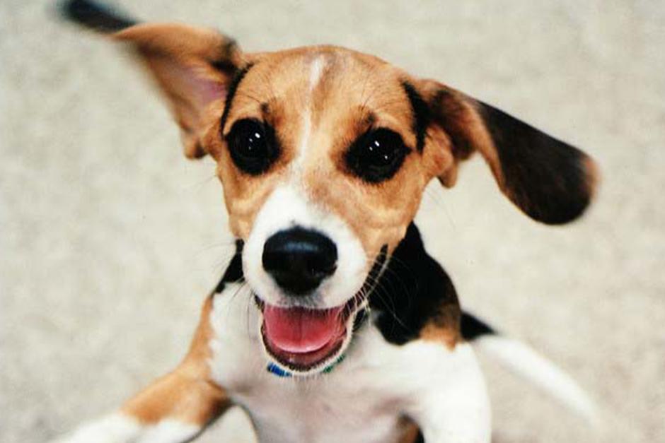 Es importante tomar en cuenta que cada perro tiene una personalidad diferente (Foto: Adiestramiento Canino)