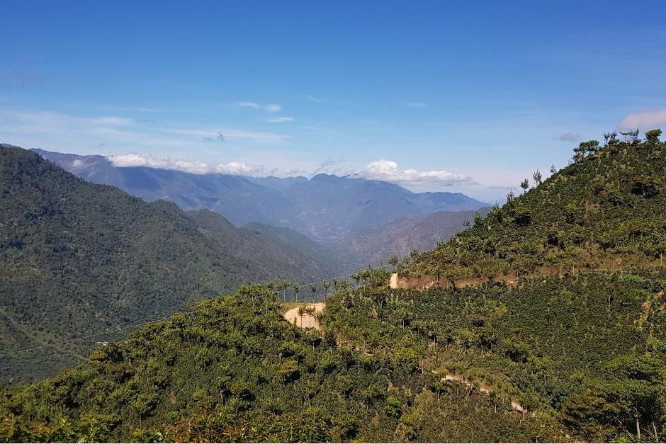 Una compañía de Malasia compró 462.97 libras de café de esta finca a un precio de 60 dólares la libra. (Foto: Cortesía)