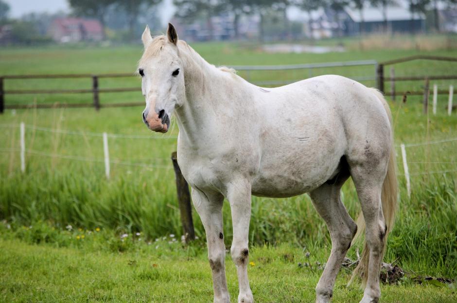 Un caballo blanco fue pintado por ni&ntilde;os para una actividad escolar y esto caus&oacute; indignaci&oacute;n en redes. (Foto: Noti Caballos)&nbsp;