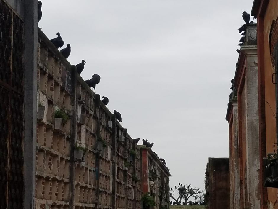 Como carroñeros, varias personas esperan la oscuridad de la noche para cometer sus fechorías. (Foto: Jessica Gramajo/Soy502)