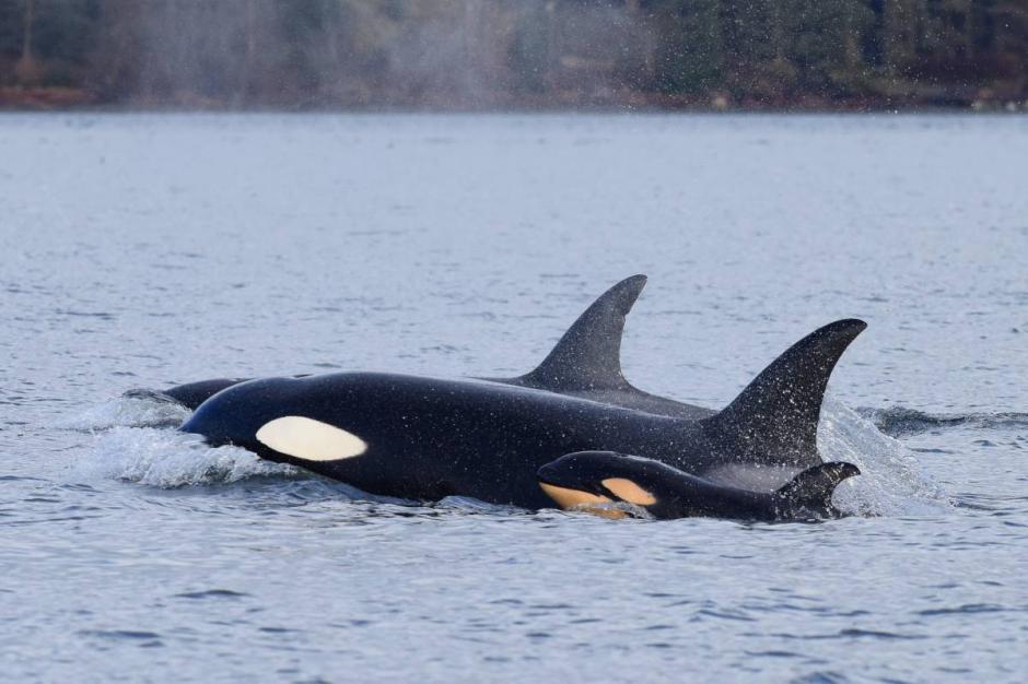 La especie est&aacute; en riesgo de extinci&oacute;n por la falta de nacimiento de nuevas orcas. (Foto: Global News)