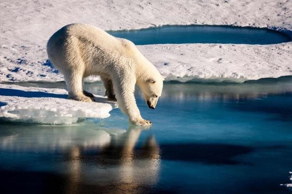 Un oso polar muri&oacute; a tiros tras ataca a un guardia. (Foto: AFP)&nbsp;