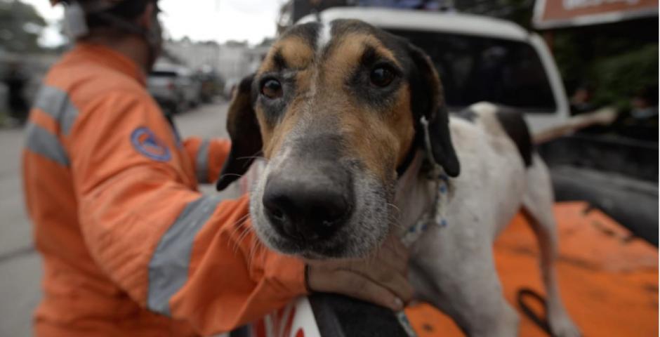 El perrito rescatado en la aldea arrazada por el Volc&aacute;n de Fuego ya est&aacute; a salvo. (Foto: Wilder L&oacute;pez/Soy502)