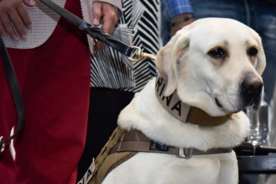 Frida no vendr&aacute; a Guatemala para contribuir con las labores de rescate. (Foto: m.excelsior.com.mx)