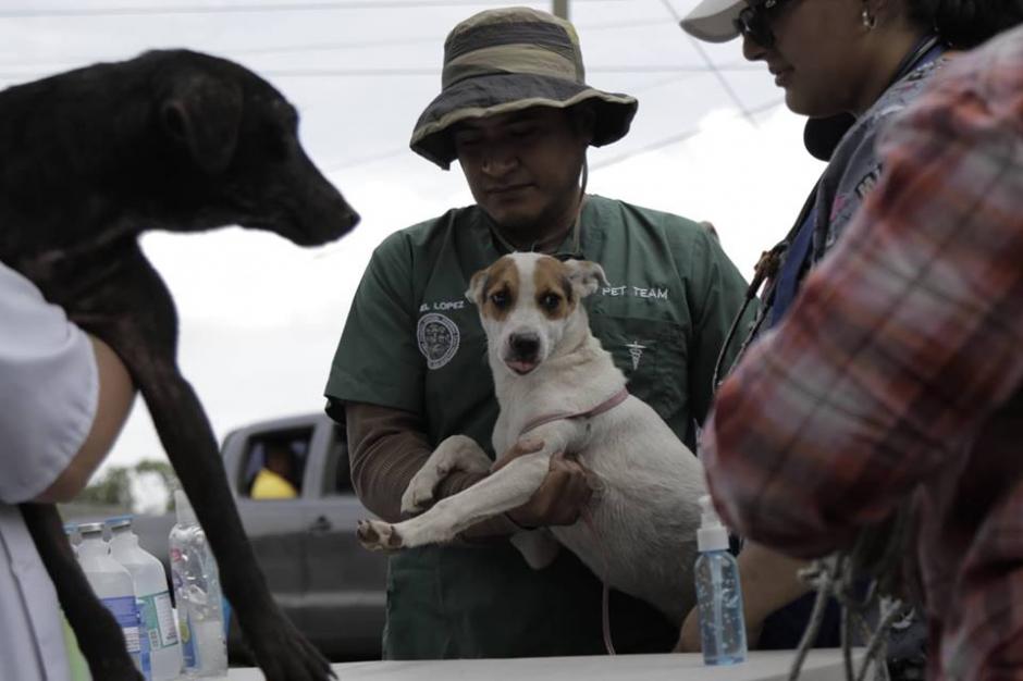 El resto de animales que qued&oacute; sin familia es evacuado de la zona cero. (Foto: Alejandro Bal&aacute;n/Soy502)