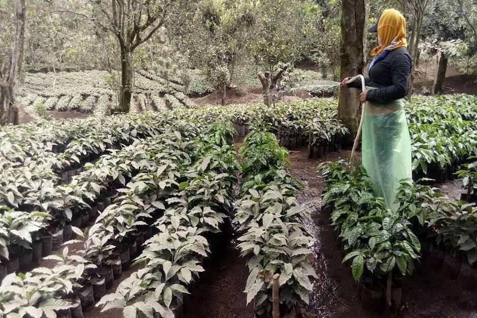 Cultivos de caf&eacute; de zonas aleda&ntilde;as al volc&aacute;n de fuego fueron cubiertos por ceniza y arena volc&aacute;nica. (Foto. Anacaf&eacute;)