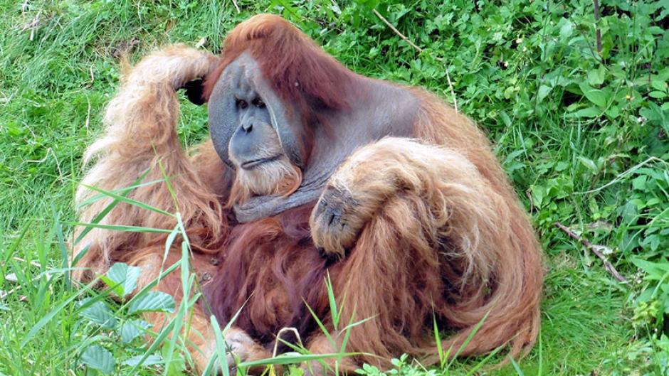 El orangut&aacute;n ataca la excavadora, pero cae antes de poder engancharse a la m&aacute;quina. (Foto: RT ilustrativa)