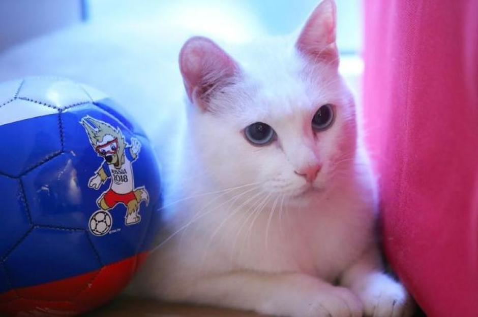 El gato busca emular el &eacute;xito que tuvo el pulpo Paul en Sud&aacute;frica 2010. (Foto:&nbsp;VCG Photo)