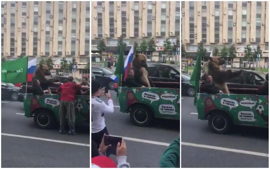 El animal recorri&oacute; algunas calles de Rusia para celebrar la victoria del anfitri&oacute;n del Mundial. (Captura video)
