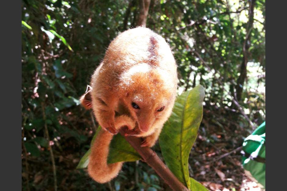 El animalito fue hallado en una reserva natural y es evaluado para establecer su condición física. (Foto: Conap)