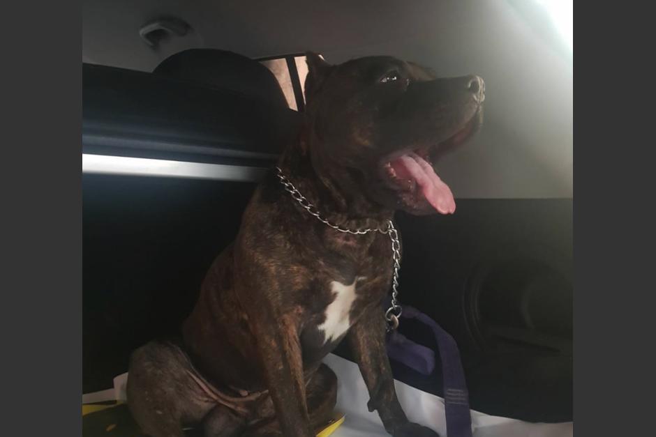 La custodia del pit bull está a cargo de la asociación Guate Unida por los Animales. (Foto: Facebook/Guate Unida por los Animales)