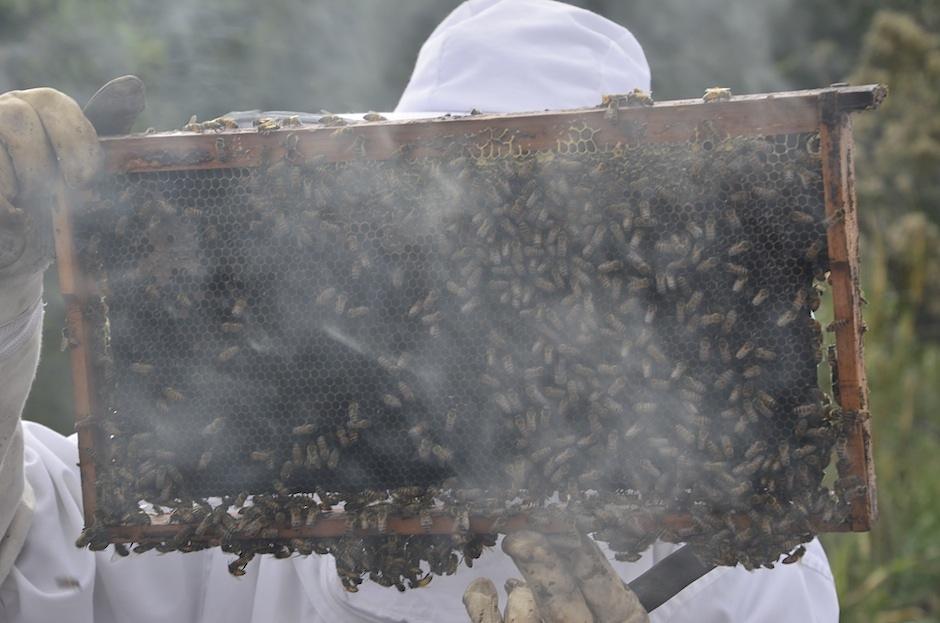 La conservación de las abejas es importante para la conservación de la biodiversidad. (Foto: Selene Mejía/Soy502) 