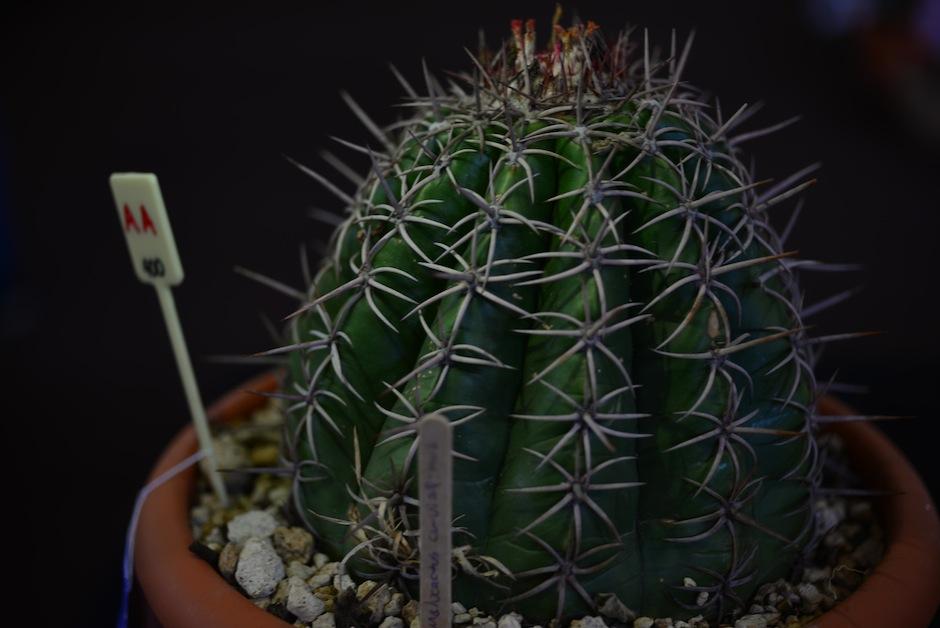 Este Melocactus Guatemalensis se puede apreciar en el Primer Congreso de las Cact&aacute;ceas. (Foto: Jes&uacute;s Alfonso/Soy502) 