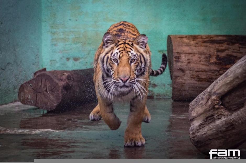 El tigre rescatado en Suchitep&eacute;quez por el Conap&nbsp;ha encontrado un nuevo hogar en Sudam&eacute;rica. (Foto: Zool&oacute;gico La Aurora)