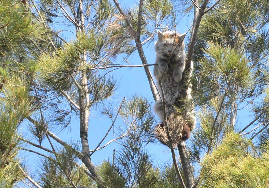 El gato "Perisuertudo" fue puesto sano y salvo en tierra. (Foto: Jes&uacute;s Alfonso/Soy502)&nbsp;
