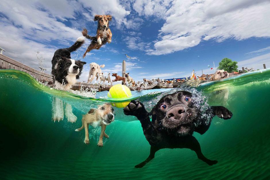 C&oacute;mo refrescar a tu mascota en el verano. (Foto: Underwater dogs/Seth Casteel)
