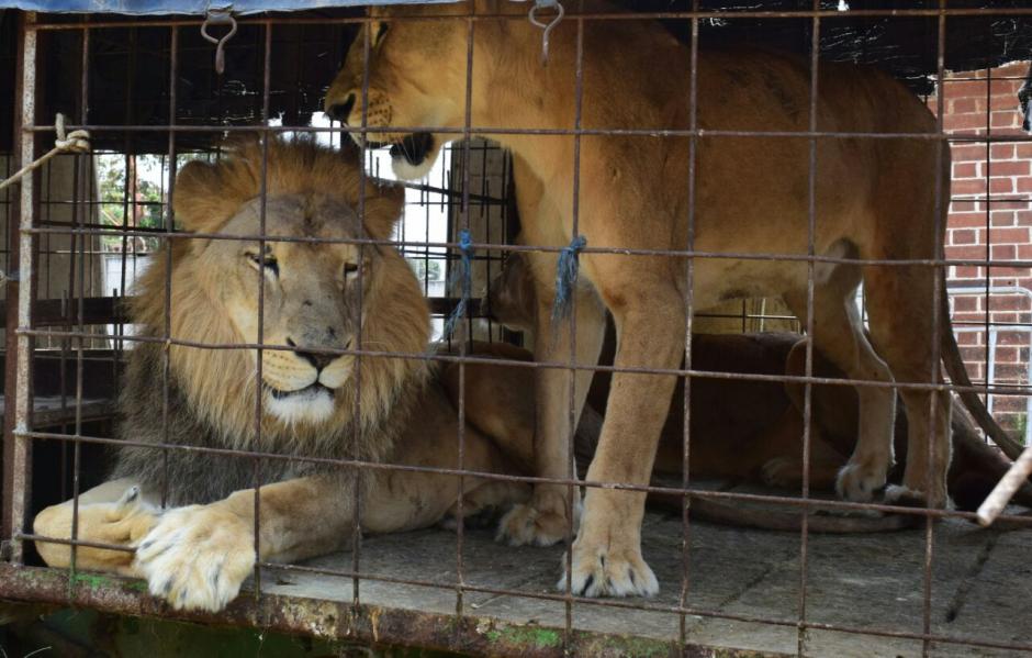El circo entreg&oacute; dos de los cinco ejemplares que su colecci&oacute;n al zool&oacute;gico La Aurora. (Foto: CONAP)