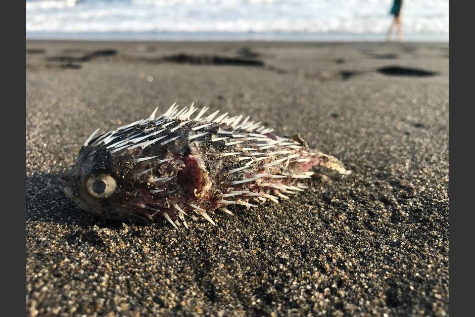 Peces globo tambi&eacute;n han aparecido muertos. (Foto: Marcela Fern&aacute;ndez)