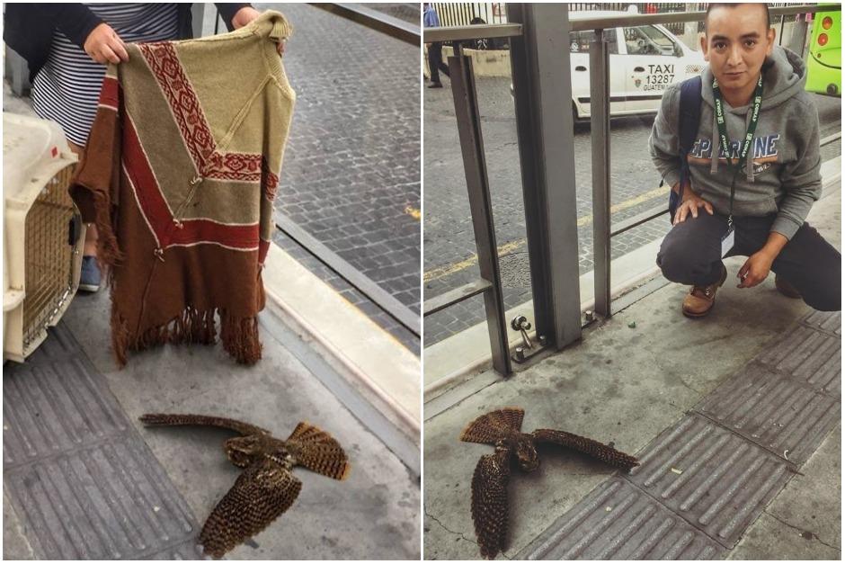 El ave fue trasladada a un refugio para evaluar su estado de salud. (Foto: Conap)