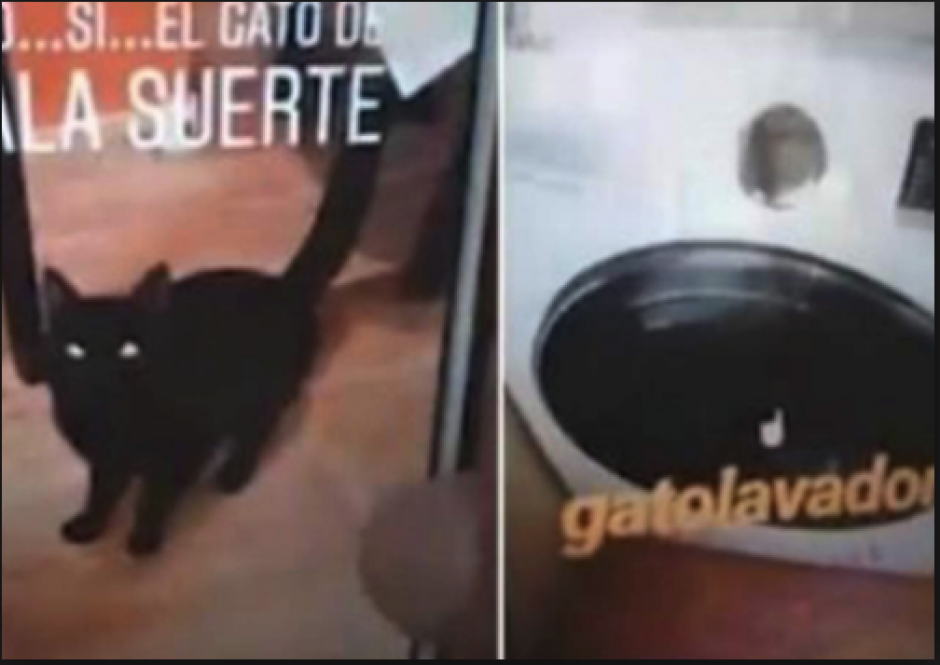 Una mujer mat&oacute; a su gato por meterlo en la lavadora y lo grab&oacute; en Instagram. (Foto: captura de pantalla)&nbsp;