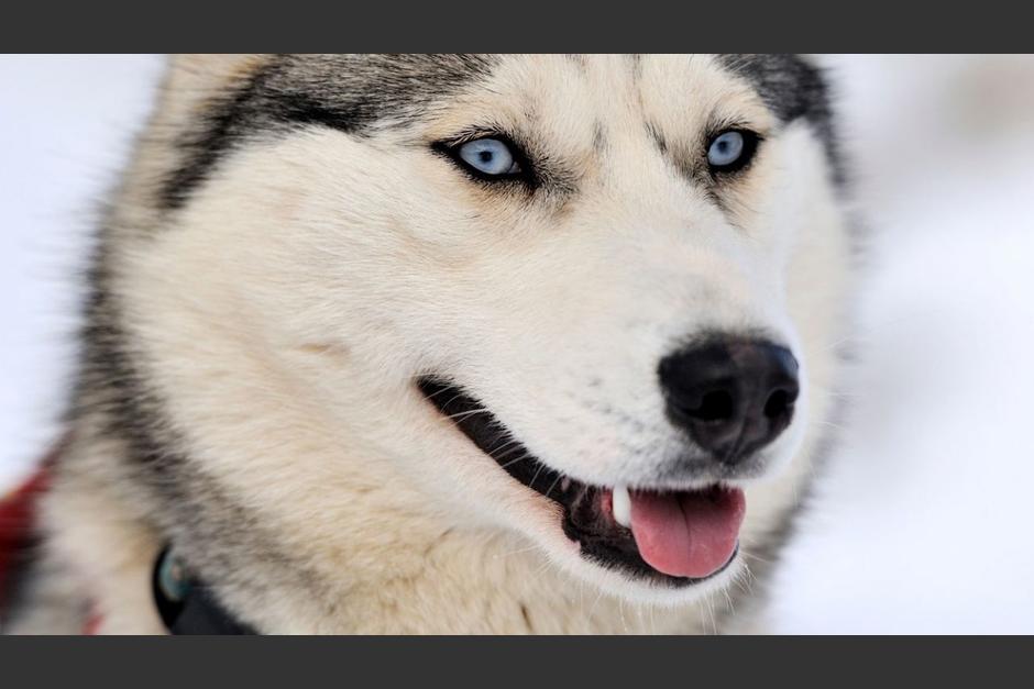 Esta gu&iacute;a puede ayudarte a comprender m&aacute;s las necesidades de cada raza para que pienses bien antes de adoptar. (Foto: Hogarmania)&nbsp;