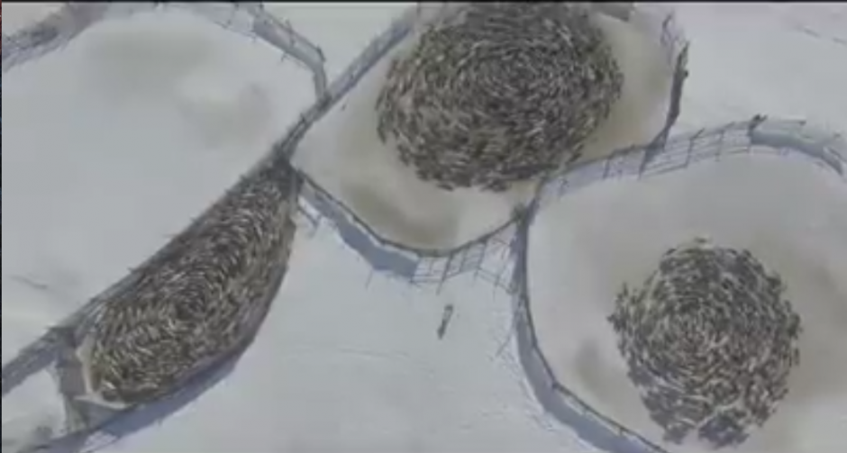 Los venados caminaron en c&iacute;rculos. (Foto: captura de pantalla)