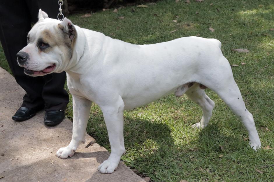 Dogo Guatemalteco una raza aut&oacute;ctona de nuestro pa&iacute;s desde 1958. (Foto: Alejandro Bal&aacute;n/Soy502)