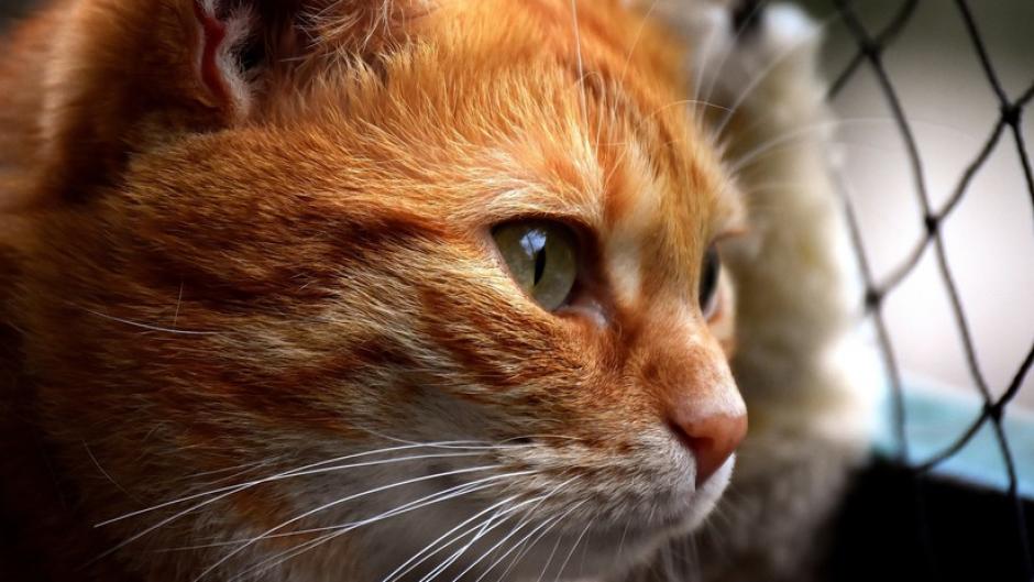 Un educado gato golpea la puerta de su casa para que le permitan entrar. (Foto: actualidad.rt.com)