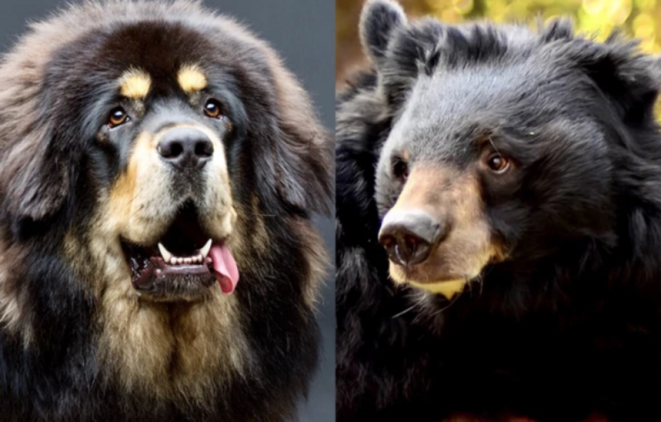 Una familia confundi&oacute; a un oso con un perro. (Foto: Infobae)&nbsp;