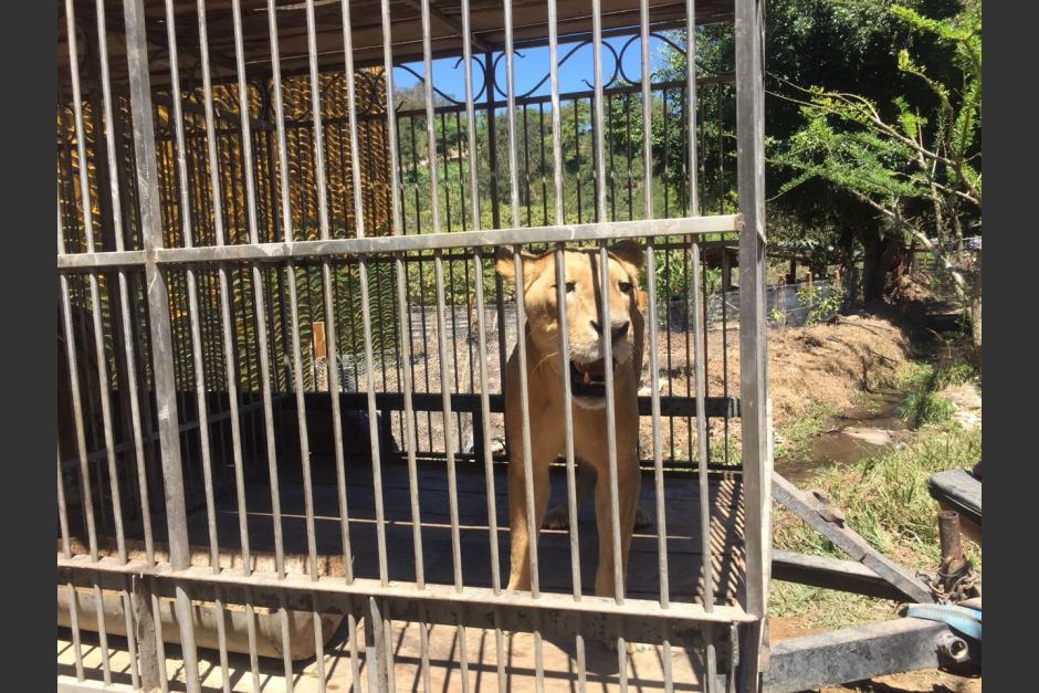 Los felinos que pertenec&iacute;an a varios circos nacionales ser&aacute;n enviados a santuarios en Sud&aacute;frica. (Foto: Archivo/Soy502)