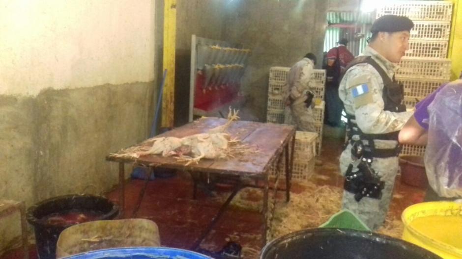 Encuentran inmueble en el funcionaba un negocio ilegal en el que destabazan pollos en San Miguel Petapa. (Foto: PNC)
