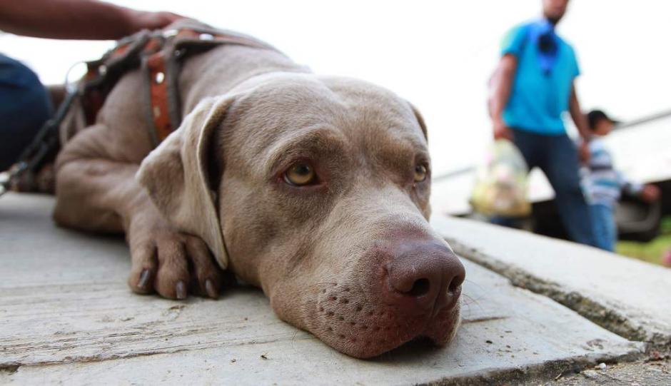 El perro acompa&ntilde;a a su familia en la ruta hacia Estados Unidos. (Foto: Notimex)