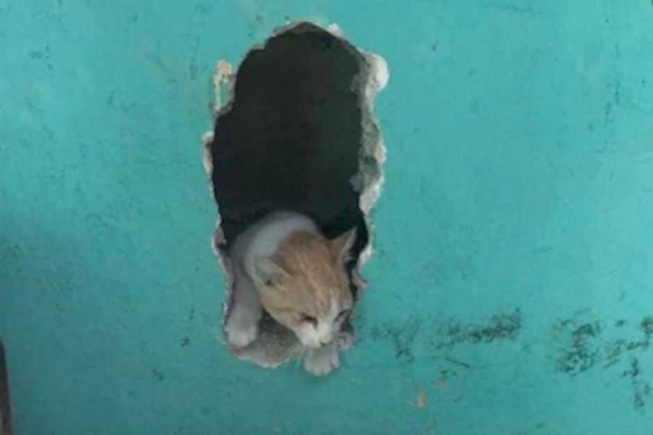 Lukas se encontraba atrapado en medio de dos paredes y fue rescatado en Mixco. (Foto: Comunidad Gatuna)&nbsp;