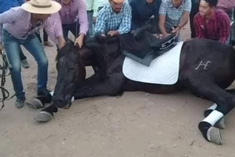 El equino no pudo soportar la espera y se desplom&oacute; ante la vista de todos. (Foto: Gr&aacute;fico de Oriente)