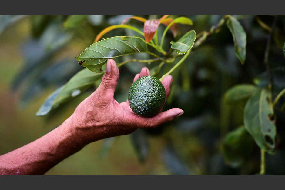 Ladrones de fruta entran a finca de San Marcos. (Foto con fines ilustrativos)