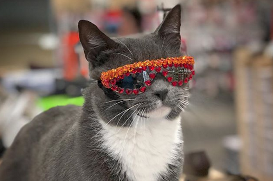 As&iacute; luce el gatito "fashion" con sus diversos anteojos. (Foto: Sunglasscat)&nbsp;