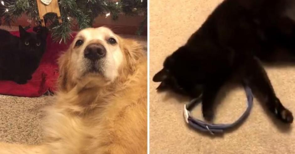 &nbsp;Zeus y Sam fueron mejores amigos (Foto: Notas de Mascotas)