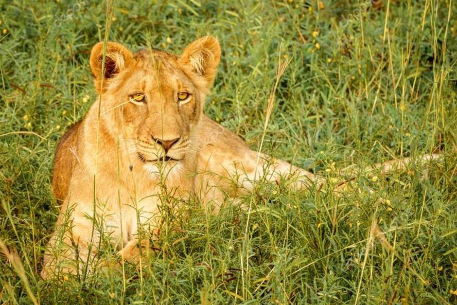 Despu&eacute;s de esta situaci&oacute;n, piden que se decomise al le&oacute;n (Imagen Ilustrativa: Depositphotos)