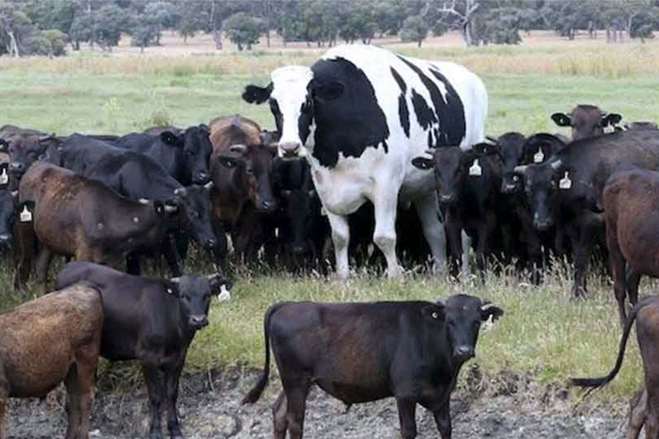 Su enorme tama&ntilde;o le salv&oacute; la vida a esta vaca. (Foto: Daily Mail)