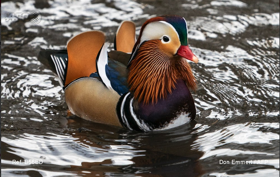 Nadie sabe c&oacute;mo lleg&oacute; a Central Park, pero se ha robado el coraz&oacute;n de los visitantes. Foto: AFP