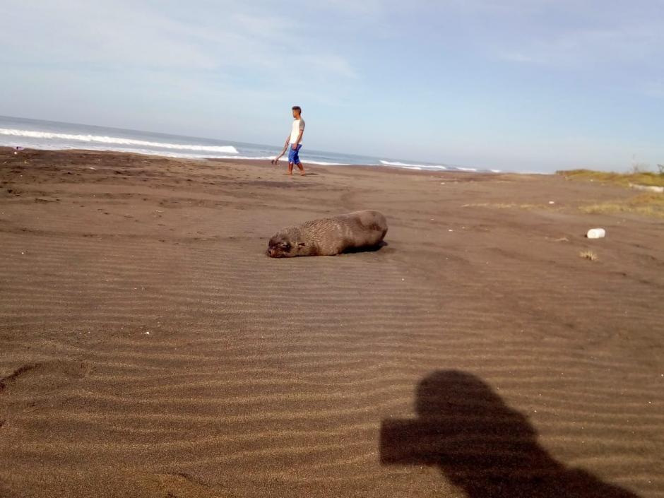 El animal permaneci&oacute; un par de horas en la playa y posteriormente volvi&oacute; al mar. (Foto: Conap)